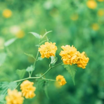强大战斗内购破解版下载